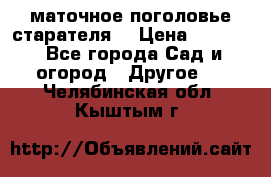 маточное поголовье старателя  › Цена ­ 3 700 - Все города Сад и огород » Другое   . Челябинская обл.,Кыштым г.